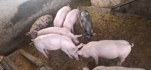 Purcei rasa Pietrain, 2 luni! - imagine 7