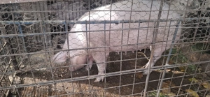 Purcei rasa Pietrain, 2 luni! - imagine 4