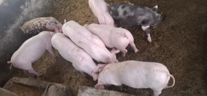 Purcei rasa Pietrain, 2 luni! - imagine 3