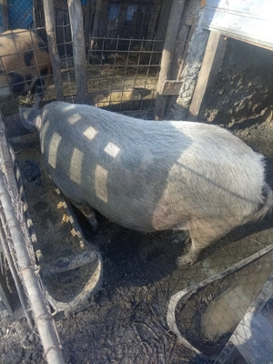 Porci de carne  - imagine 2