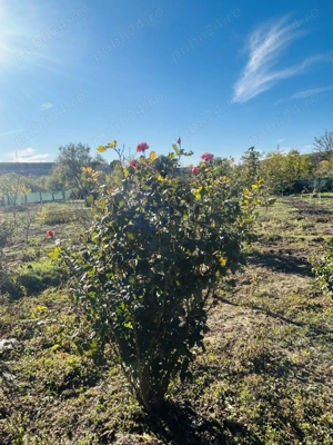 Casa de vanzare sat Petrosani, jud Constanta - imagine 10