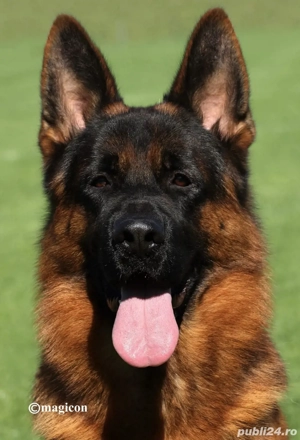 Femela Ciobanesc German 7 luni DE ELITĂ, parinti campioni - imagine 3