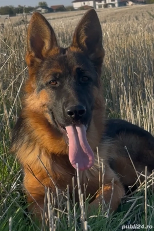 Femela Ciobanesc German 7 luni DE ELITĂ, parinti campioni - imagine 5