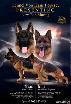 Femela Ciobanesc German 7 luni DE ELITĂ, parinti campioni - imagine 4