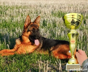 Femela Ciobanesc German 7 luni DE ELITĂ, parinti campioni - imagine 2