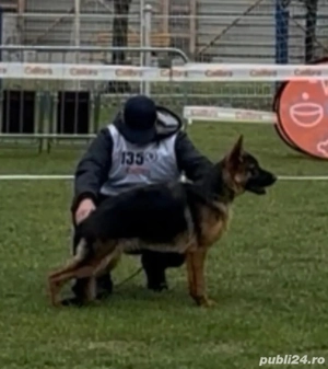 Femela Ciobanesc German 7 luni DE ELITĂ, parinti campioni