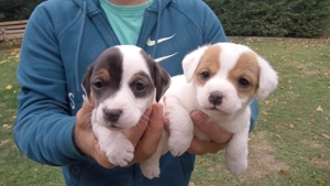 Pui Jack Russell îşi caută stăpâni!