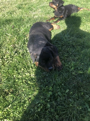 Cateii Rottweiler - imagine 4