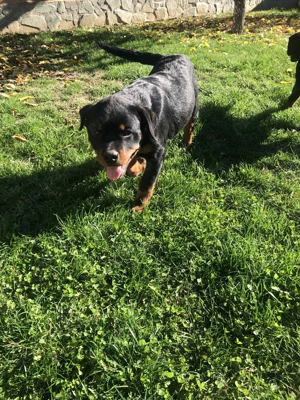 Cateii Rottweiler - imagine 3