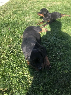 Cateii Rottweiler - imagine 2