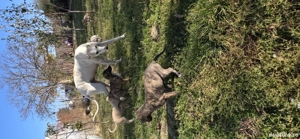 vand catei ogari. - imagine 2