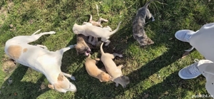 vand catei ogari. - imagine 3