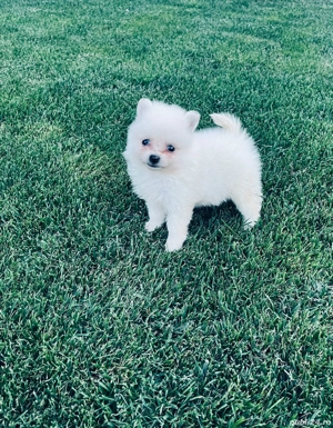 pomeranian alb fetita !!!