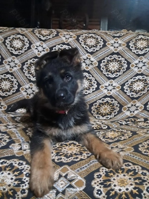 Cățelușă Ciobanesc german