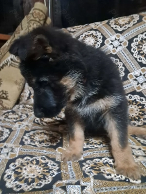 Cățelușă Ciobanesc german