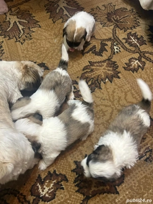 Cățeluși shitzu metis băieți și fete  - imagine 4