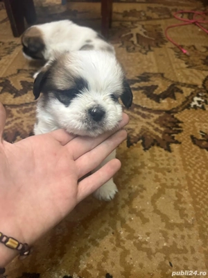 Cățeluși shitzu metis băieți și fete 