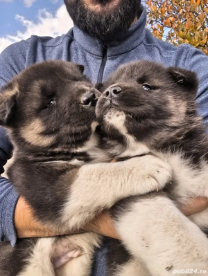 Pui Akita American - imagine 3