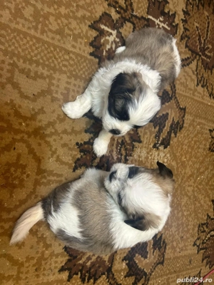 Cățeluși shitzu metis băieți și fete  - imagine 3