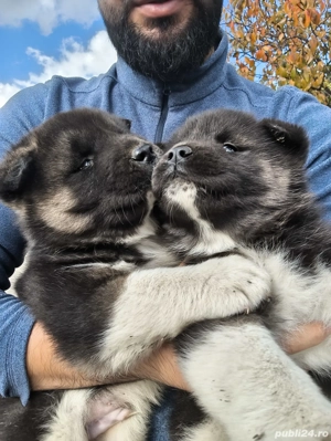 Pui Akita American - imagine 4