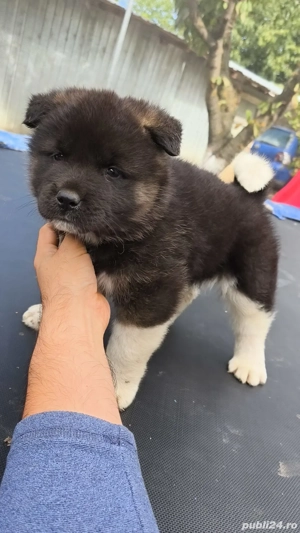 Pui Akita American - imagine 2
