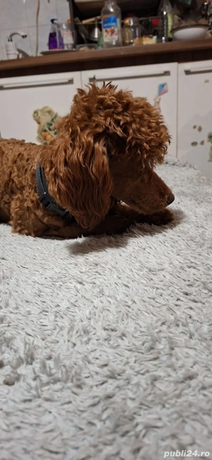 Toy pudel fetita - imagine 4