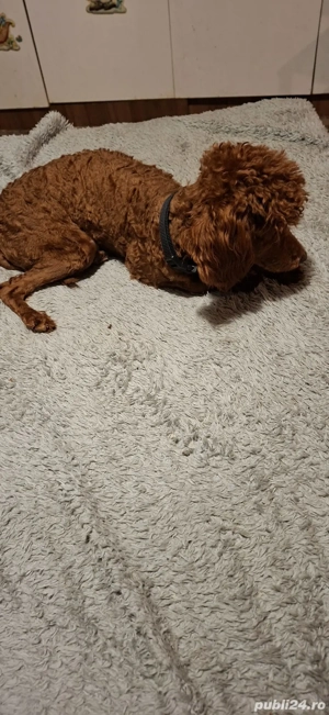 Toy pudel fetita - imagine 5