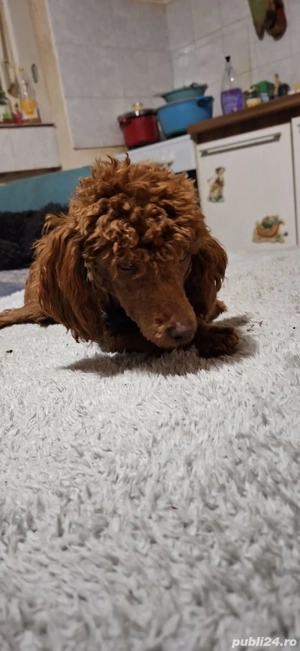 Toy pudel fetita - imagine 2