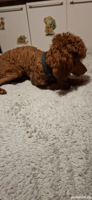 Toy pudel fetita - imagine 3