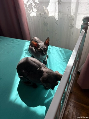 Pisicuțe sfinx surioare 