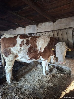 Vând vaca rasa balțată romaneasca.vârsta 2 ani si 6 luni.gestanta în luna a-4-a.Pret 1900 de euro. - imagine 3