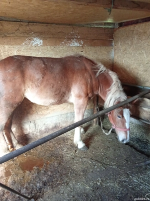 Vând iapă -cârlană 