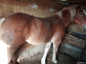 Vând iapă -cârlană  - imagine 3