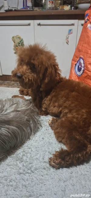 Fetita toy - imagine 3