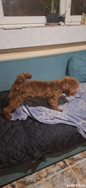 Fetita toy - imagine 2