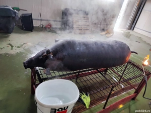 porci mari 300-380kg   - imagine 2