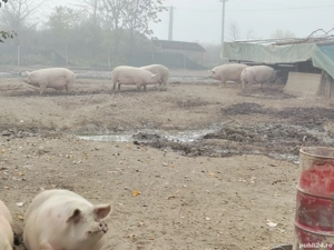 porci mari 300-380kg   - imagine 3