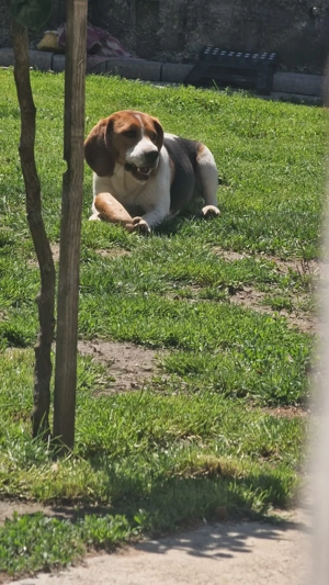 Catel Beagle cu varsta de 1 an - imagine 4