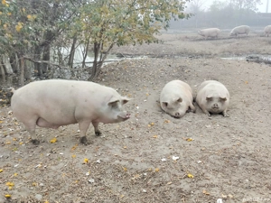 porci mari 300-380kg   - imagine 4