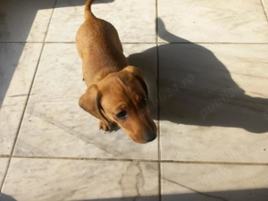 Vând mascul rasa teckel original de aproape 2 lunițe. - imagine 4