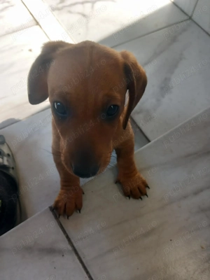 Vând mascul rasa teckel original de aproape 2 lunițe. - imagine 3