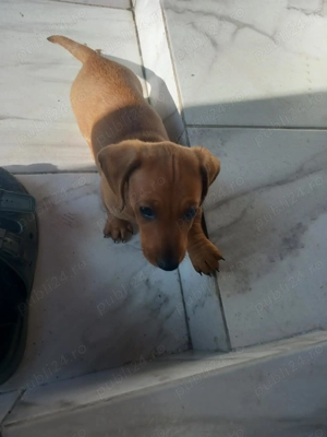 Vând mascul rasa teckel original de aproape 2 lunițe. - imagine 2