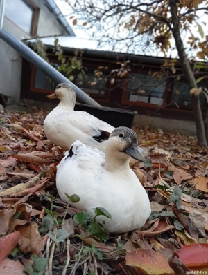 4 rățuște+ 2 rățoi 