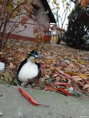 4 rățuște+ 2 rățoi  - imagine 2