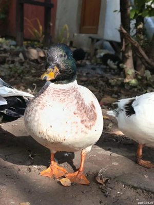 4 rățuște+ 2 rățoi  - imagine 3