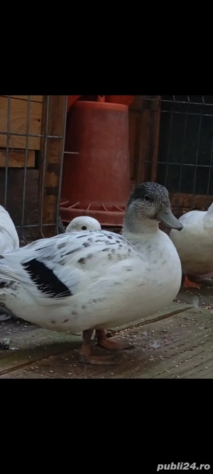 4 rățuște+ 2 rățoi  - imagine 4