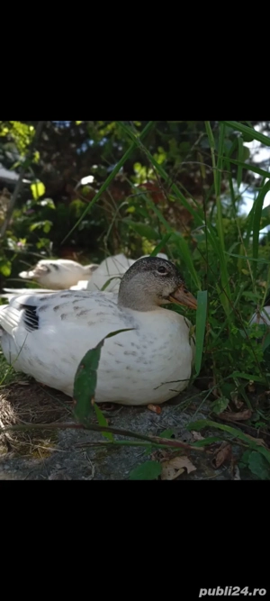 4 rățuște+ 2 rățoi  - imagine 5