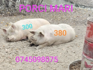 porci mari 300-380kg  