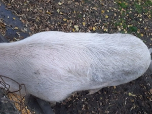 Doua grăsune de vânzare  - imagine 2