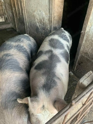 Vand porci! - imagine 5